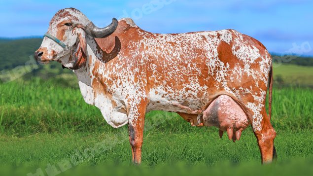 Lote em leilao em Brasil
