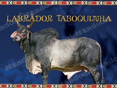 Lote em leilao em Brasil