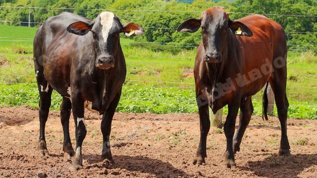 Lote em leilão em Jataí/GO - Lote 37