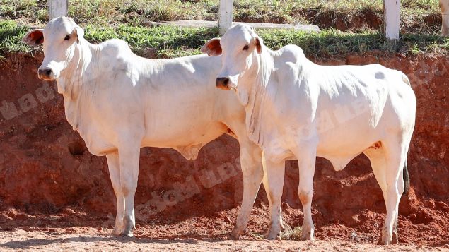 Lote em leilao em Pratápolis/MG