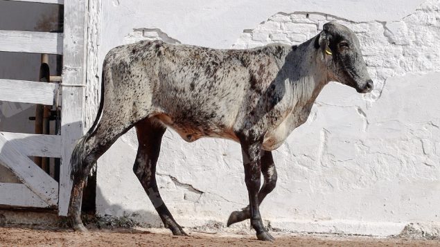 Lote em leilao em Silveiras/SP