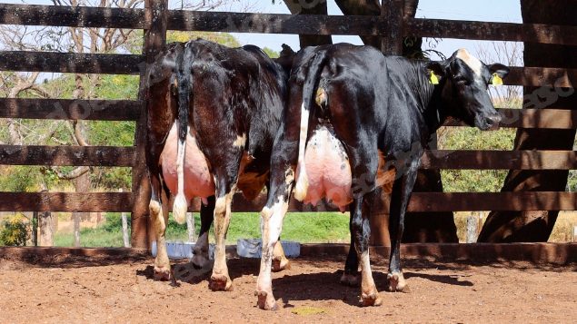 Lote em leilao em Cristalina/GO