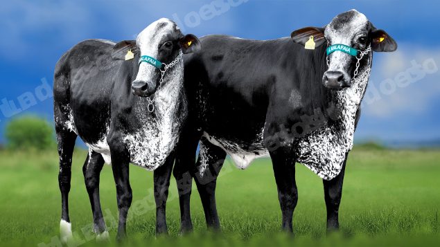 Lote em leilao em Miradouro/MG