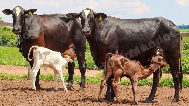 Lote em leilão em Jataí/GO - Lote 38