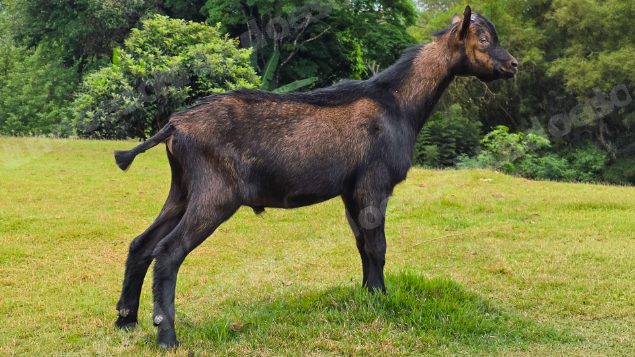 Lote em leilão em Brasil - Lote 268
