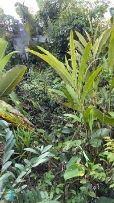 Terreno em leilao em Goiatins/TO