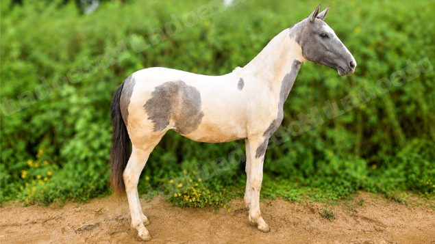 Lote em leilão em Brasil - Lote 376