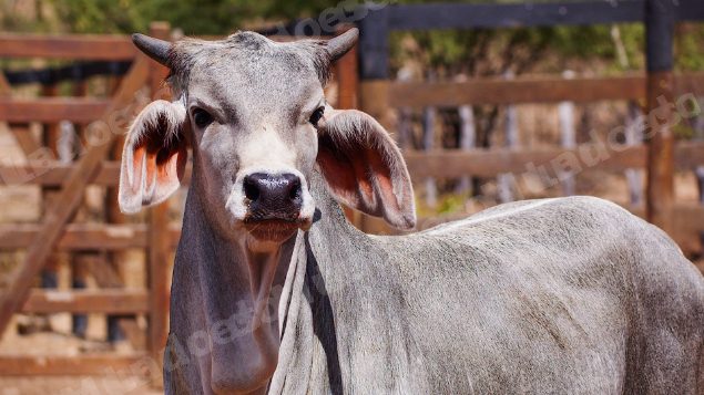 Lote em leilao em Santa Luzia/PB
