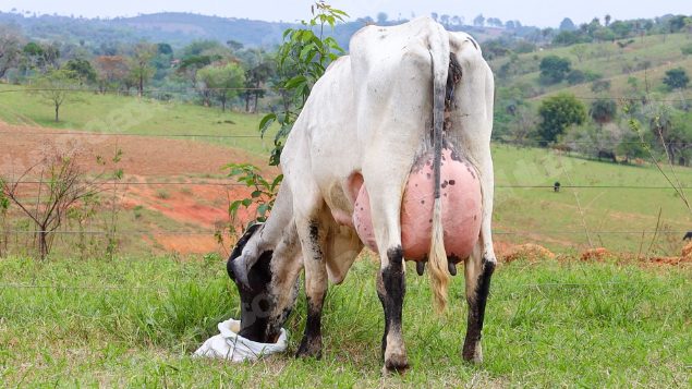 Lote em leilão em Dores do Indaiá/MG - Lote 24