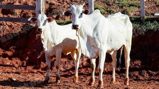 Lote em leilao em Pratápolis/MG