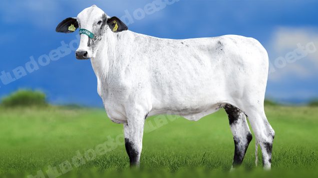 Lote em leilao em Miradouro/MG