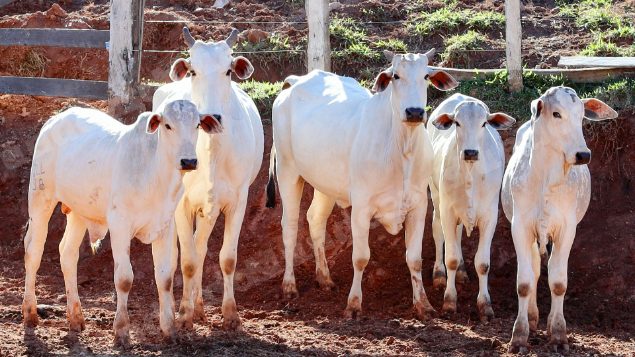 Lote em leilao em Pratápolis/MG