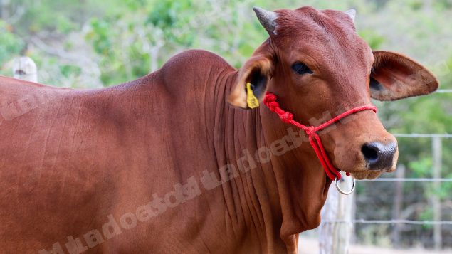 Lote em leilao em Brasil