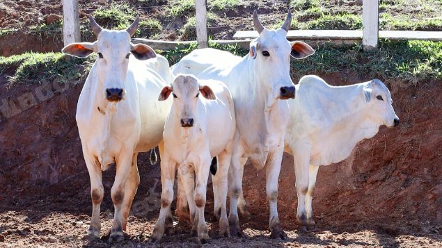 Lote em leilao em Pratápolis/MG