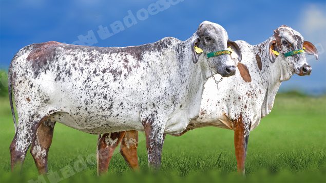Lote em leilao em Miradouro/MG