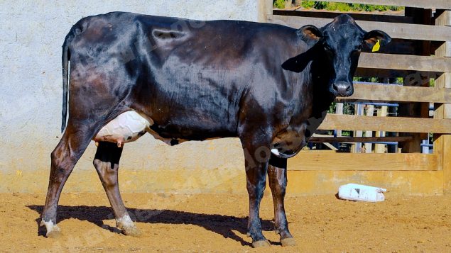 Lote em leilao em Cristalina/GO
