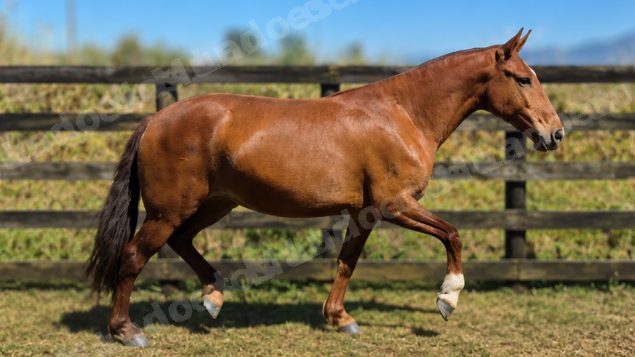 Lote em leilao em Brasil