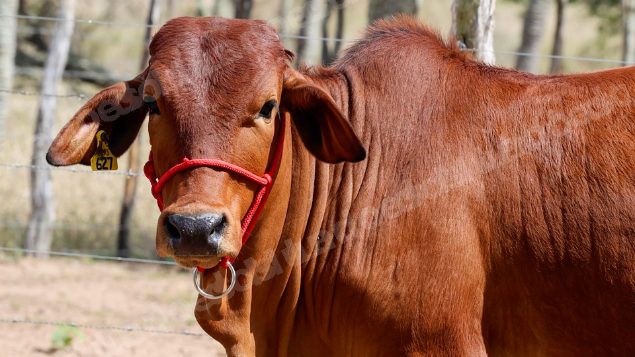 Lote em leilao em Brasil