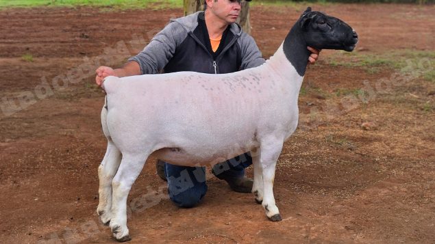 Lote em leilao em Brasil