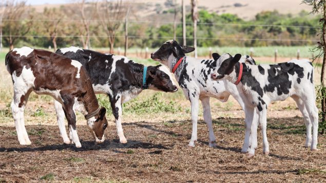 Lote em leilao em Cristalina/GO