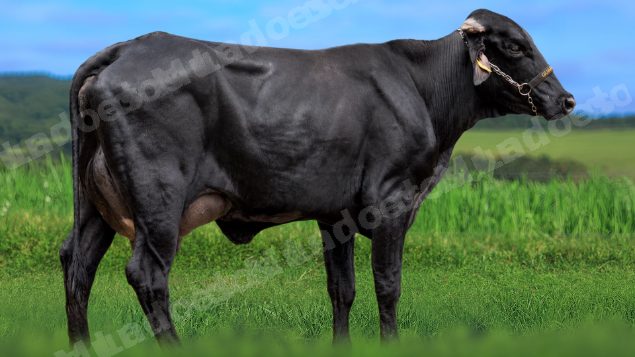 Lote em leilao em São Pedro do Suaçuí/MG - Lote 31