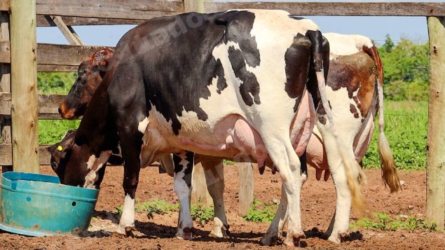 Lote em leilão em Jataí/GO - Lote 39