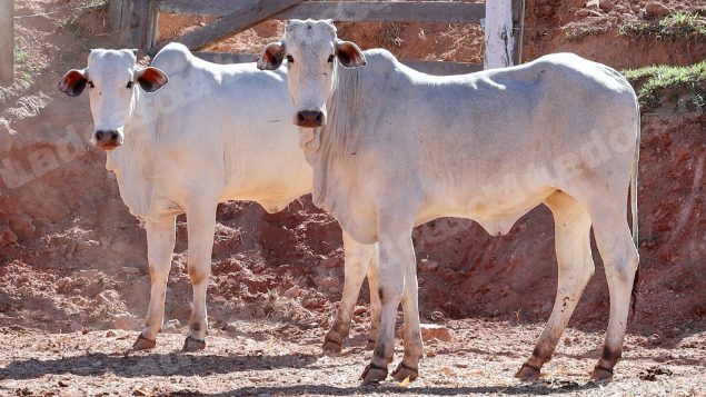 Lote em leilao em Pratápolis/MG