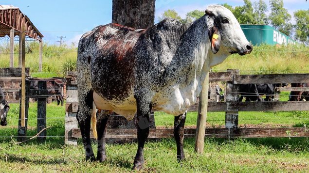 Terreno em leilao em Garça/SP