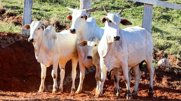 Lote em leilao em Pratápolis/MG