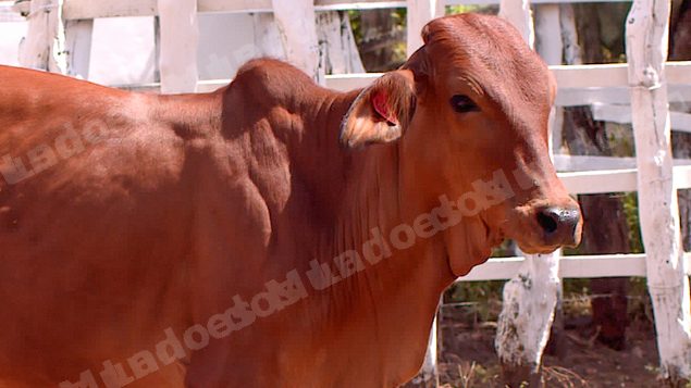 Lote em leilao em Brasil