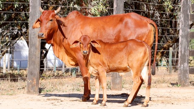 Lote em leilao em Planaltina/GO