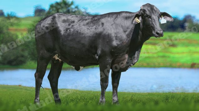Lote em leilão em Brasil