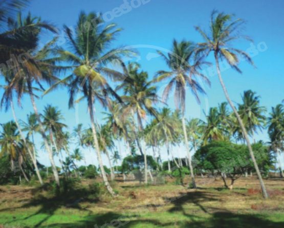 Terreno em leilao em Caravelas/BA