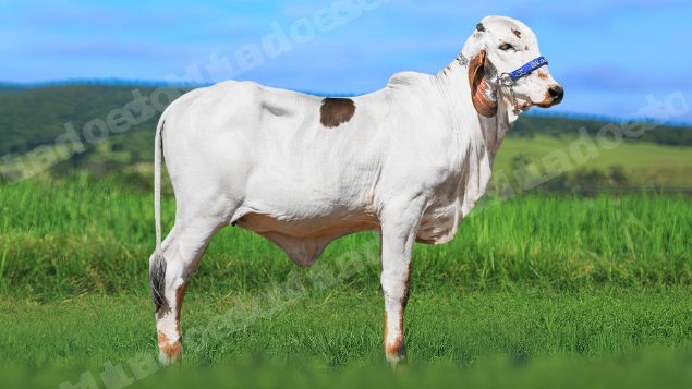 Lote em leilao em Brasil