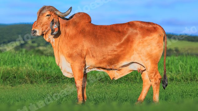 Lote em leilao em Brasil