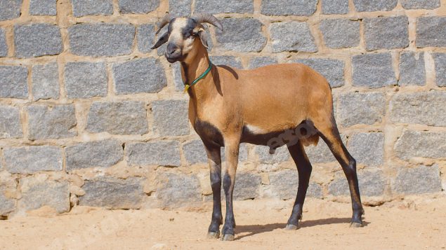 Lote em leilao em Taperoá/PB