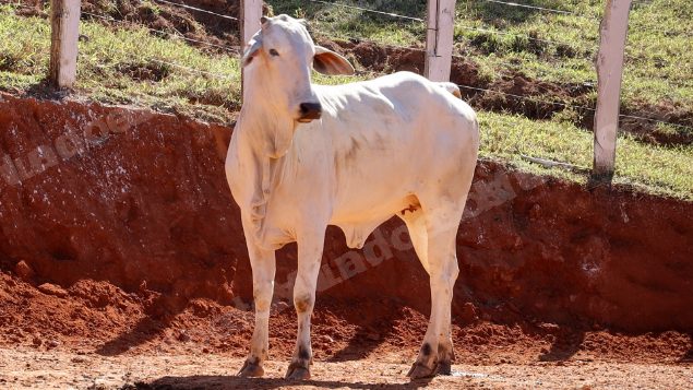 Lote em leilao em Pratápolis/MG
