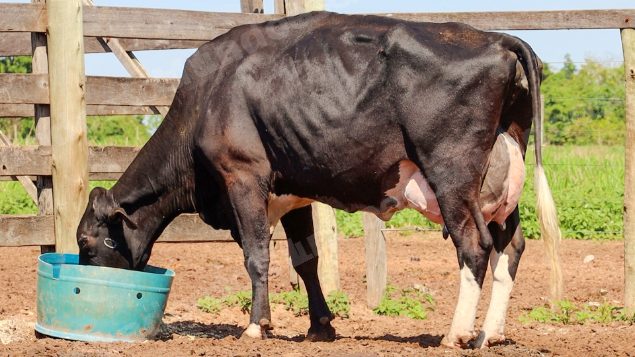 Lote em leilão em Jataí/GO - Lote 40
