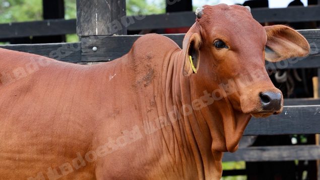 Lote em leilao em Brasil