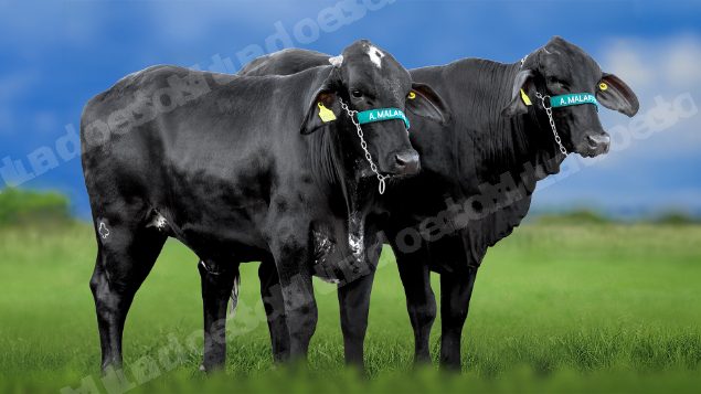 Lote em leilao em Miradouro/MG