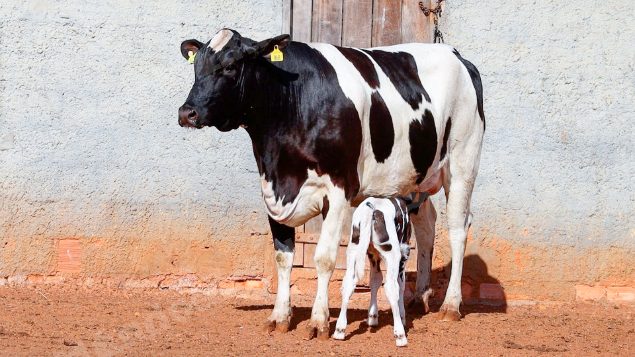 Lote em leilao em Cristalina/GO