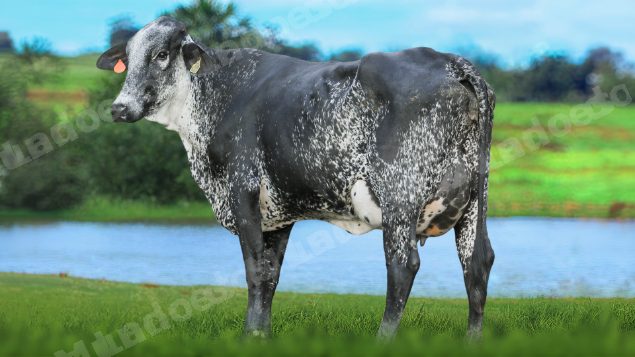 Lote em leilão em Brasil