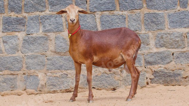 Lote em leilao em Taperoá/PB