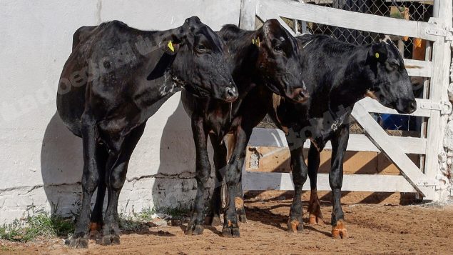 Lote em leilao em Silveiras/SP