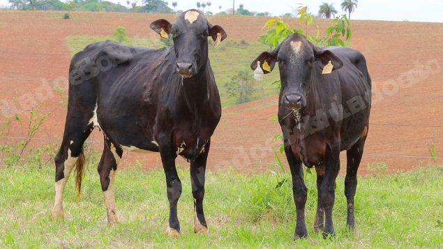 Lote em leilão em Dores do Indaiá/MG - Lote 25