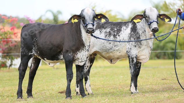 Lote em leilao em Brasil