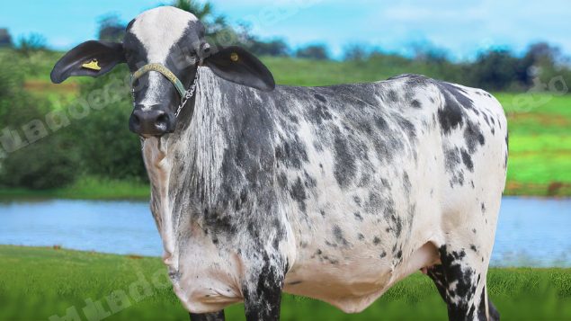 Lote em leilão em Brasil