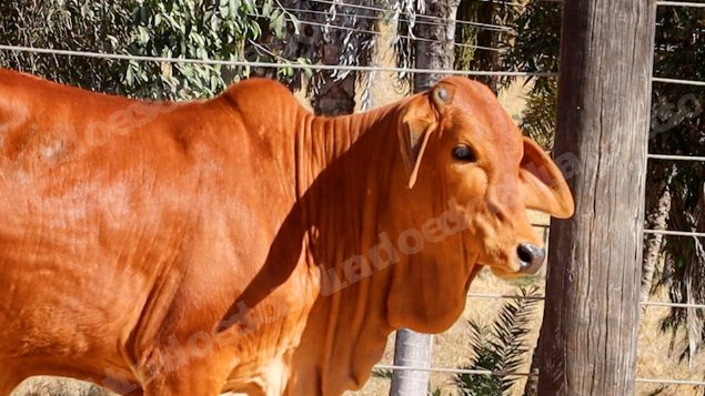 Lote em leilao em Planaltina/GO