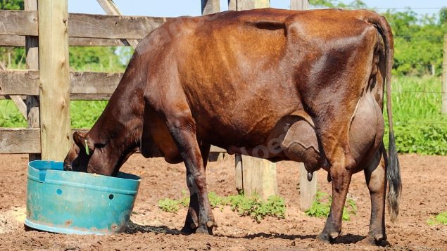 Lote em leilão em Jataí/GO - Lote 41
