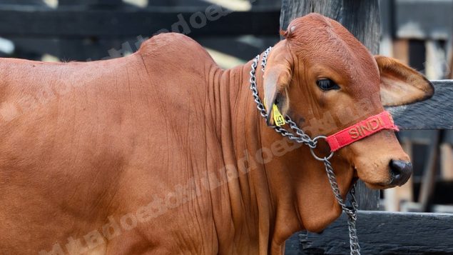 Lote em leilao em Brasil